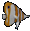 Copper banded butterflyfish