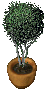 PottedTree1