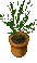 PottedPlant2