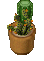 PottedCactus5