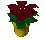 RedPoinsettia